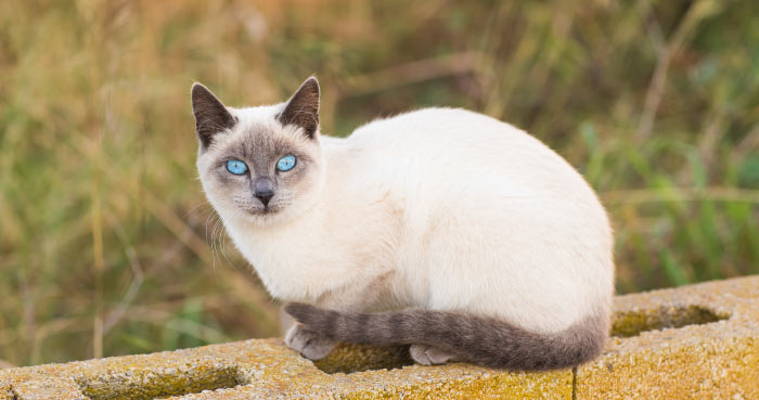 Siamese