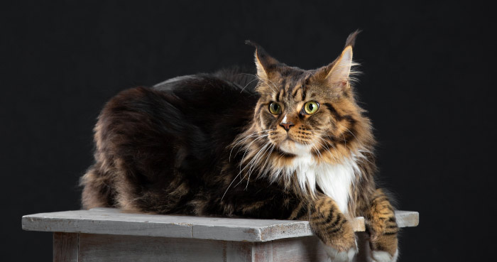 Maine Coon