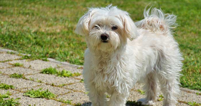 Maltese