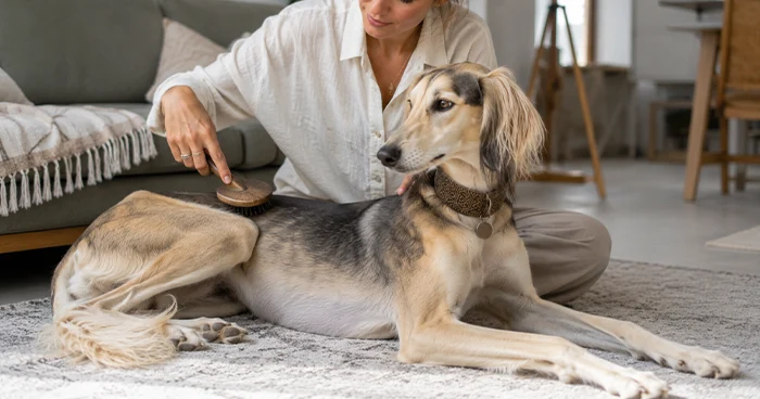 How Do You Care for a Saluki in the UAE Heat?