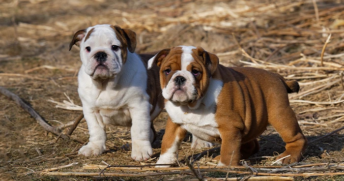Flat-Faced (Brachycephalic) Breeds