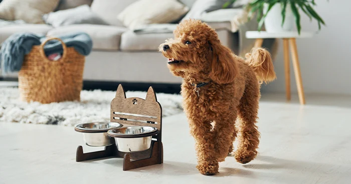 What Should You Feed a Poodle?