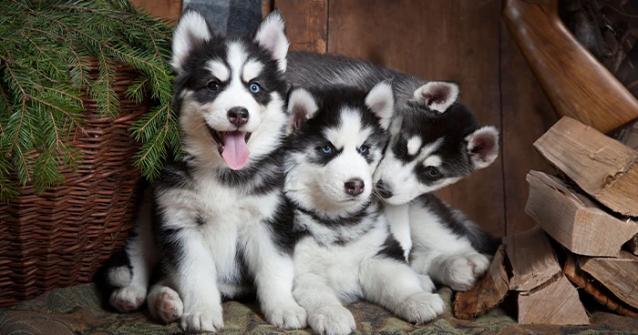 Double-Coated Breeds