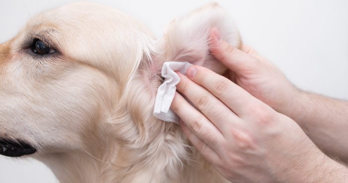 Monitor and Maintain Hygiene