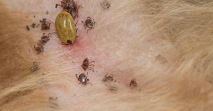 Ectoparasitic Infections