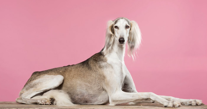 Saluki