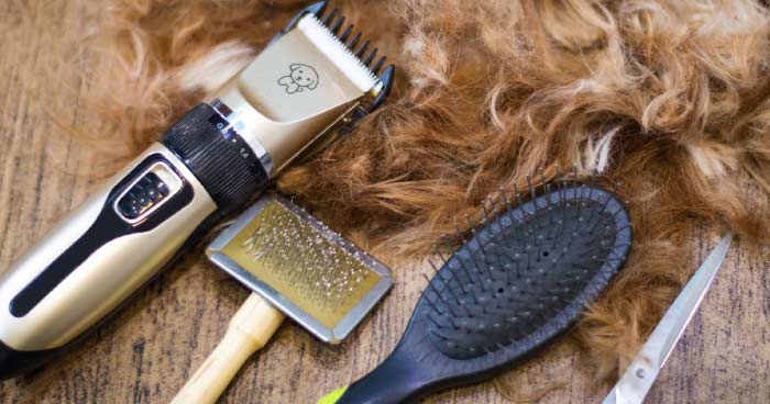 Use Gentle, Senior-Friendly Grooming Tools