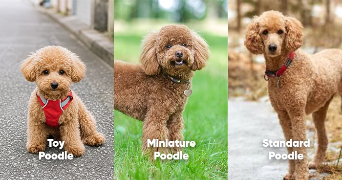 Toy, Miniature and Standard Poodle: What's the Difference?