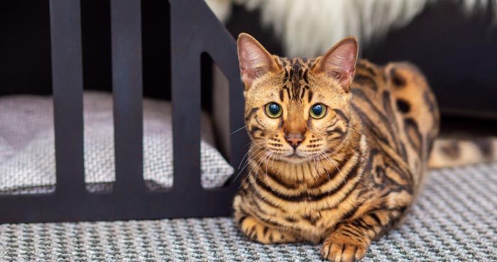 Bengal Cat