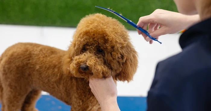 Grooming Requirements