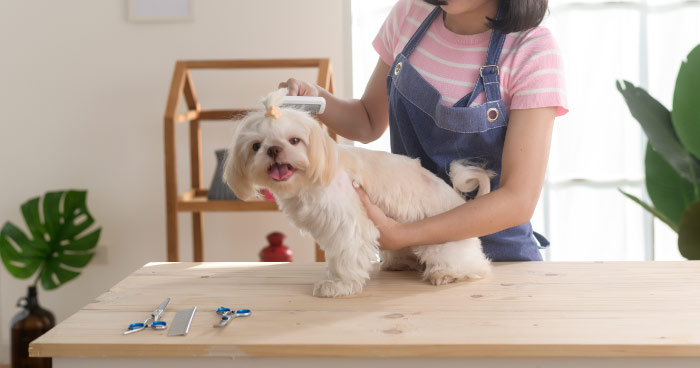 Create a Safe and Comfortable Grooming Space