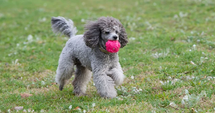 How Much Exercise Does a Poodle Need?