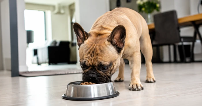french-bulldog-diet-what-should-they-eat