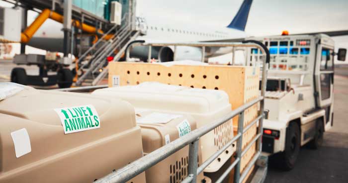 No Cargo, No Revenue