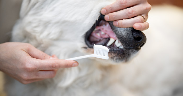 Dental Care is Vital