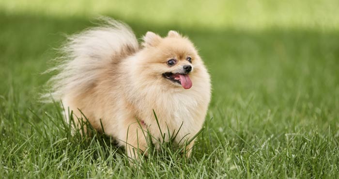 Pomeranian