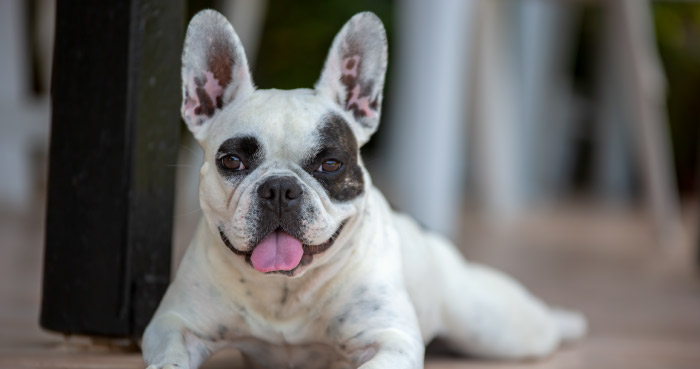 French Bulldog