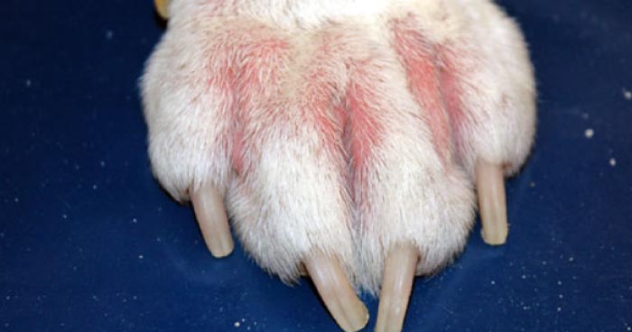 Allergic Dermatitis