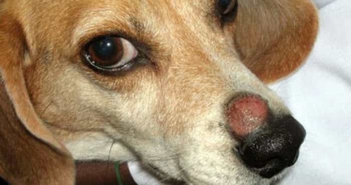 Ringworm (Dermatophytosis)