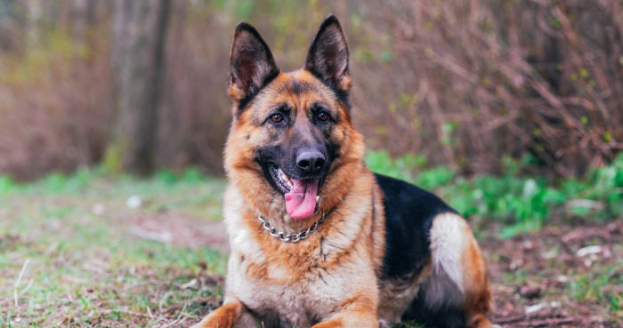 German Shepherd