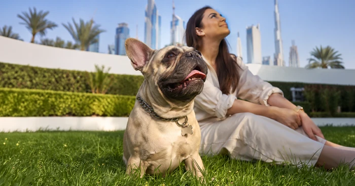 can-french-bulldogs-handle-the-uae-climate