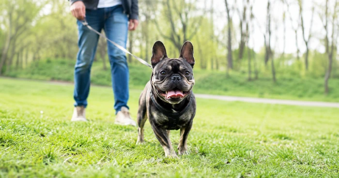 how-much-exercise-does-a-french-bulldog-need
