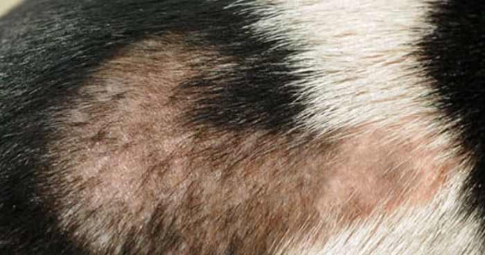 Alopecia (Hair Loss)