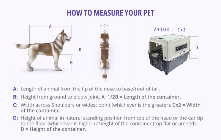 measuring a dog for a crate