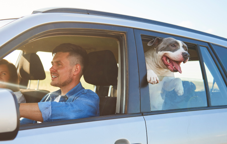HOW-A-PET-FRIENDLY-TAXI-WORKS