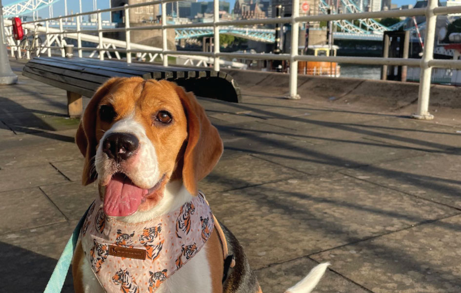 International-Relocation