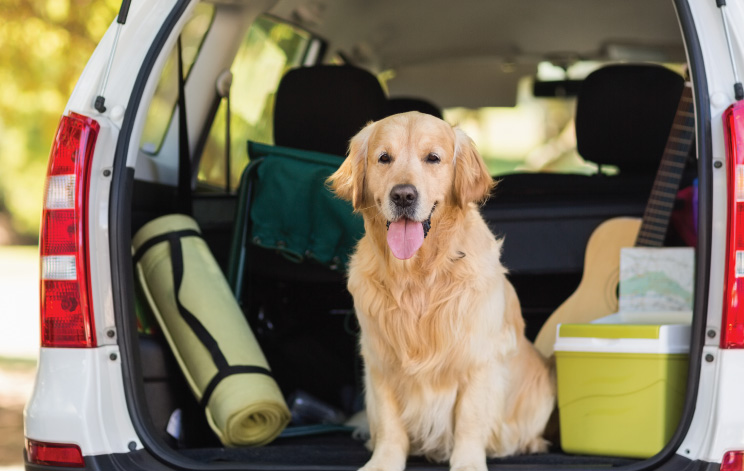 Pet-Friendly-Taxi-Services-in-Dubai