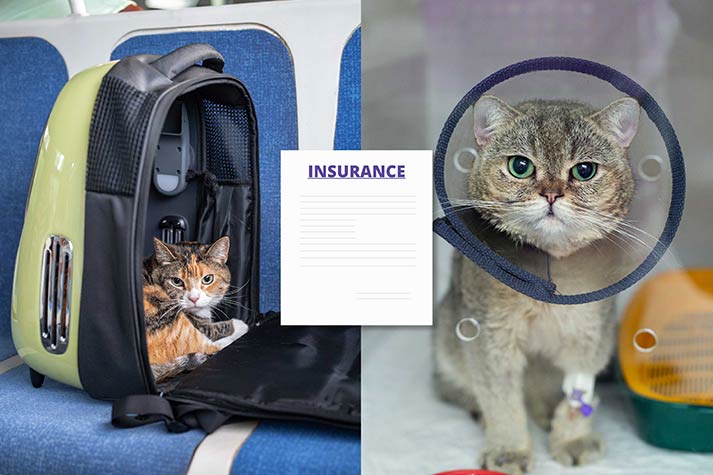 Expert Tips: Pet Relocation Blog