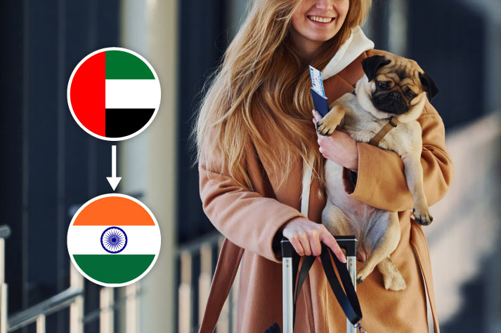 Expert Tips: Pet Relocation Blog