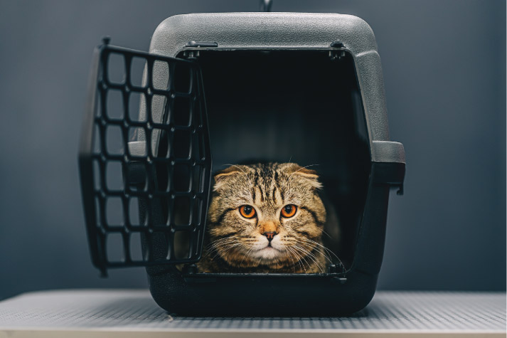 Expert Tips: Pet Relocation Blog